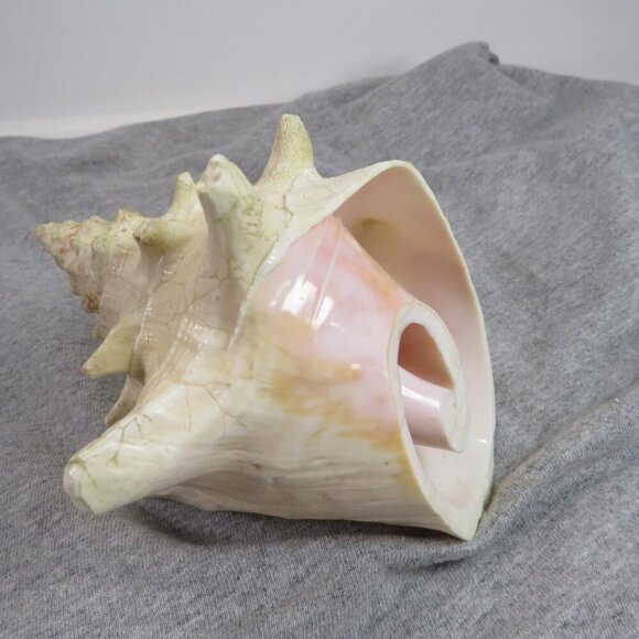 Conch Sea Shell REAL professionally sliced 4" long 5" wide  nice pink inside - Picture 2 of 7